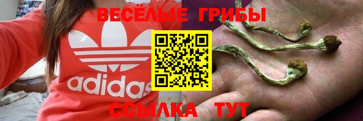Псилоцибиновые грибы Psilocybe Ялуторовск